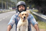 777 Charlie review, 777 Charlie movie review, 777 charlie movie review rating story cast and crew, Rakshit shetty