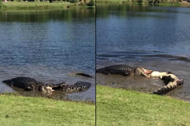 Alligators battle on North Carolina golf course