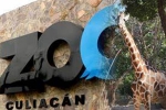 Coronavirus lockdown, Coronavirus lockdown, animals abandoned during coronavirus lockdown are rescued by a zoo in mexico, Culiacan zoo