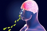 Kerala PAM, Primary Amoebic Meningoencephalitis deaths, brain eating amoeba in kerala why and how it spreads, Rbi