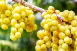 Amla benefits, Amla latest news, ten health benefits of consuming amla, Liver health