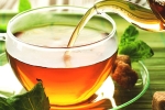 green tea, anti-bacteria, is consuming tea linked to immunity, Allergies