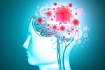COVID-19, virus, coronavirus is capable of affecting the brain study, Fetus