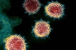 Covid-26, Coronavirus from China, face covid 26 and covid 32 warns experts, Wildlife