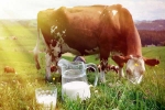 Cow Milk benefits, Cow Milk uses, ten health benefits of consuming cow milk, Intolerance