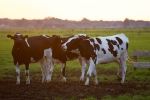Nagur, cow therapy, cow urine can cure cancer says nagpur institute, Bhopal