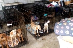 Dog Meat South Korea breaking updates, Dog Meat South Korea updates, consuming dog meat is a right of consumer choice, Dog meat