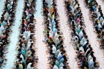 Indian expat based PCT humanity, iftar, dubai based charity pct humanity run by indian expat enters guinness world records for holding longest iftar, Guinness world record
