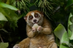 Red list, Red list, cute but deadly the critically endangered slow lorises, Extinct