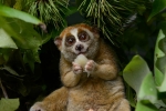 Slow lorises, endandgered species, cute but deadly the critically endangered slow lorises, Malnutrition
