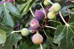 Figs news, Anjeer, are figs really vegetarian or non vegetarian, Charity