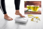 Green Tea for Weight loss latest tips, Green Tea for Weight loss recent study, can consuming green tea really help in weight loss, Cag