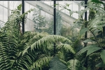 plants, green, growing plants good for you and your home, Oil spill