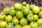 Who Should be Careful with Guava?