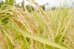 IPAB, IPAB, ipab to allot gi tag to indian basmati rice, Apeda IPAB, IPAB, ipab to allot gi tag to indian basmati rice, Apeda