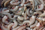 fish, Indian Shrimp, indian shrimp faces threat of ban in u s, Sea turtles