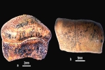 Hybodont Sharks breaking updates, Rajasthan, new species of jurassic age hybodont shark discovered in rajasthan, Fossil