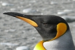nitrous oxide, Danish researchers, laughing gas released from penguins poop causes a ruckusto the environment, Cuckoo