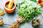 Lemon Balm leaves, Lemon Balm ingredients, all about lemon balm and its health benefits, Natural remedies