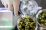 Dental College of Georgia and Medical College of Georgia, Apelin, lung damage from covid 19 can be prevented with cannabidiol, Human trials