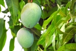 mango leaves poisonous, mango leaves wikipedia, mango leaves seeds helps in reducing blood sugar and diabetes here s how, Mangoes