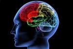 mental activity, protein essential for building memories, brain use it or lose it, Npt
