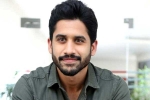Naga Chaitanya updates, Naga Chaitanya upcoming movies, naga chaitanya coming up with a strong lineup of films, Vijay kanakamedala