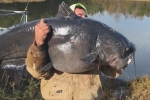 North Carolina man, North Carolina man, north carolina man reels in massive 112 pound catfish, Cape fear river