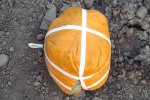 Pakistani Drone heroin news, Pakistani Drone in Amritsar, pakistani drone was seized in amristar for smuggling 5 5kg heroin, Amritsar