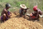 potato farming process, pepsiCo case, pepsico case potato farmers in gujarat seek compensation for harassment, Snatch