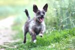 pet insurance, pets, pet insurance for compassionate buddies, Expert advice