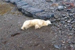 Polar Bear In Iceland shot, Polar Bear In Iceland 2024, polar bear appears in iceland for the first time in 8 years, Scientists