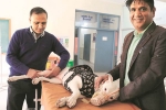 NRI treats his pet Dog in India, NRI treats his pet Dog in India, nri visits india for pet surgery, Shawna pandya