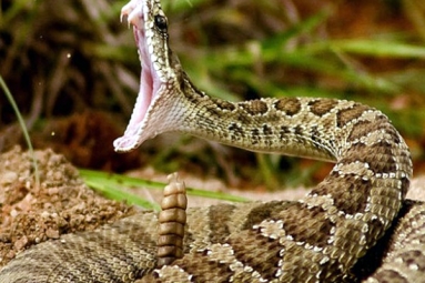 Snakes Bite cases Quadruple in North Carolina