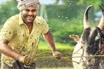 Sreekaram updates, Sreekaram budget, sharwanand s sreekaram trailer released, Sreekaram