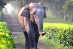 corridor, safety, tamed elephants in india to get unique identification numbers like aadhar, Circus