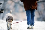 Ten Minute Minute Walk after Meal Can Help Lower Blood Sugar Levels
