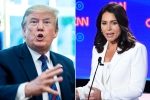 trump slams tulsi gabbard, al qaeda, trump slams tulsi gabbard for alleging that he supports al qaeda, Tulsi gabbard