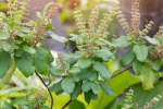 tulsi for face pimples, tulsi for skin benefits, tulsi for skin how this indian herb helps in making your skin acne free glowing, Skin diseases