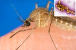 West Nile Virus symptoms, West Nile Virus 2021, russia warns of west nile virus, Joint pains