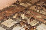 Rats Are Worshipped In Temple, Rats Temple, temple where rats are protected, Karni mata