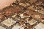 Temple Full Of Rats, Rats Temple, temple where rats are protected, Karni mata