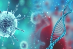 mutation, SARS-CoV2, all you need to know about d614g a dangerous mutation of sars cov2, Reinfection