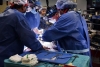 US surgeons Transplant Pig Heart into a Human Patient