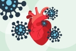 scientists, heart muscle, covid 19 can lead to heart complications not found in any other disease study, Relaxations