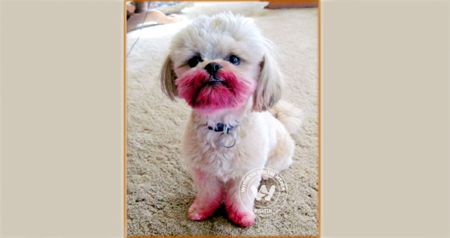 Pet dog chomps off handicapped master's testicles},{Pet dog chomps off handicapped master's testicles