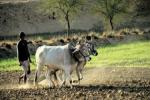 nri, Purchase of Agricultural Land in India, purchase of agricultural land in india by nris foreigners, Illegal money transfer