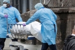 coronavirus, new york, us reports 700 coronavirus deaths in a day death toll at 4055, Rapists