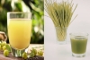 Amla Juice Vs Wheatgrass Juice for Fatty Liver