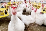 Bird flu loss, Bird flu USA, bird flu outbreak in the usa triggers doubts, Ead